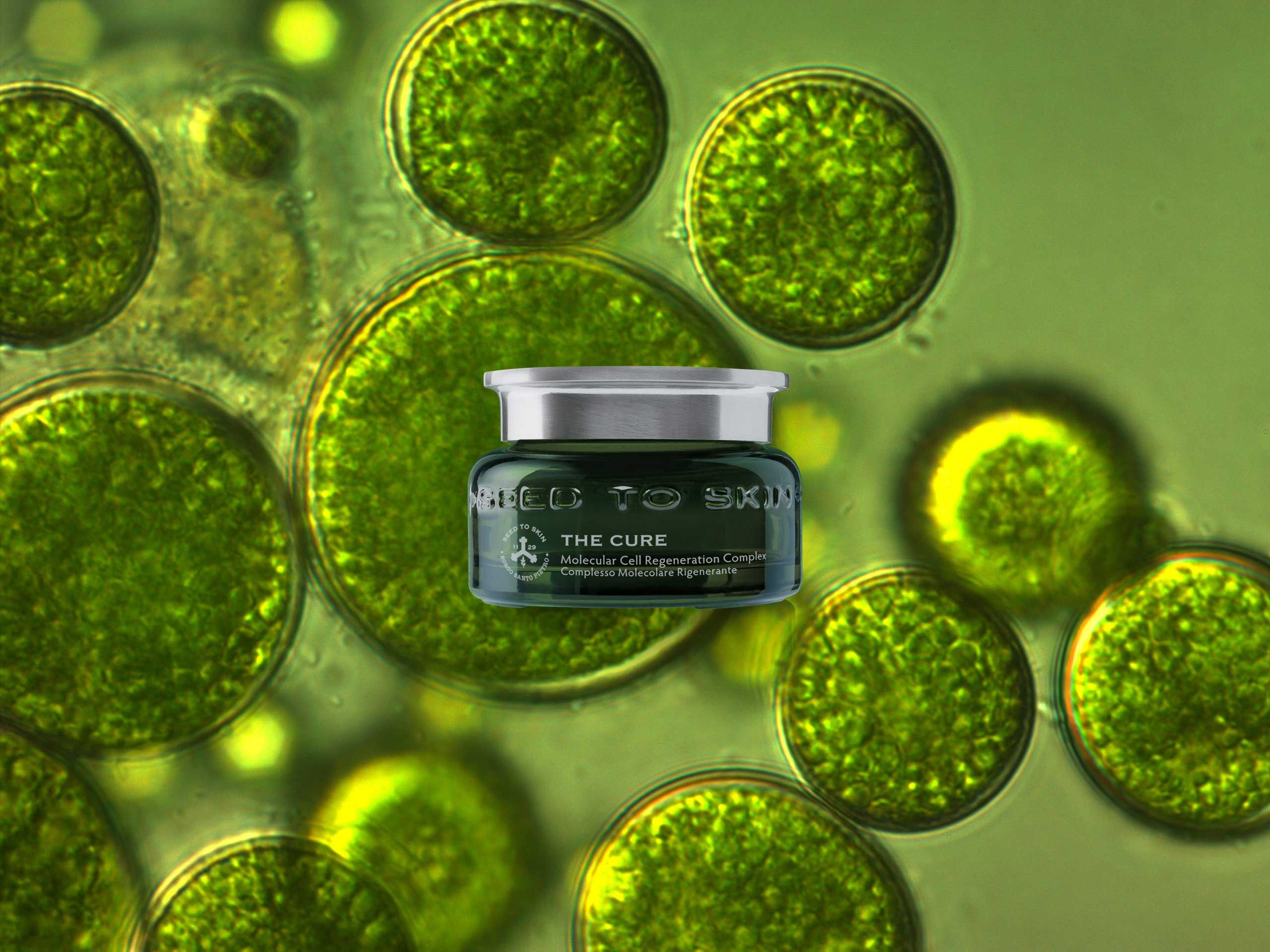 seed to skin by borgo santo pietro cosmetics