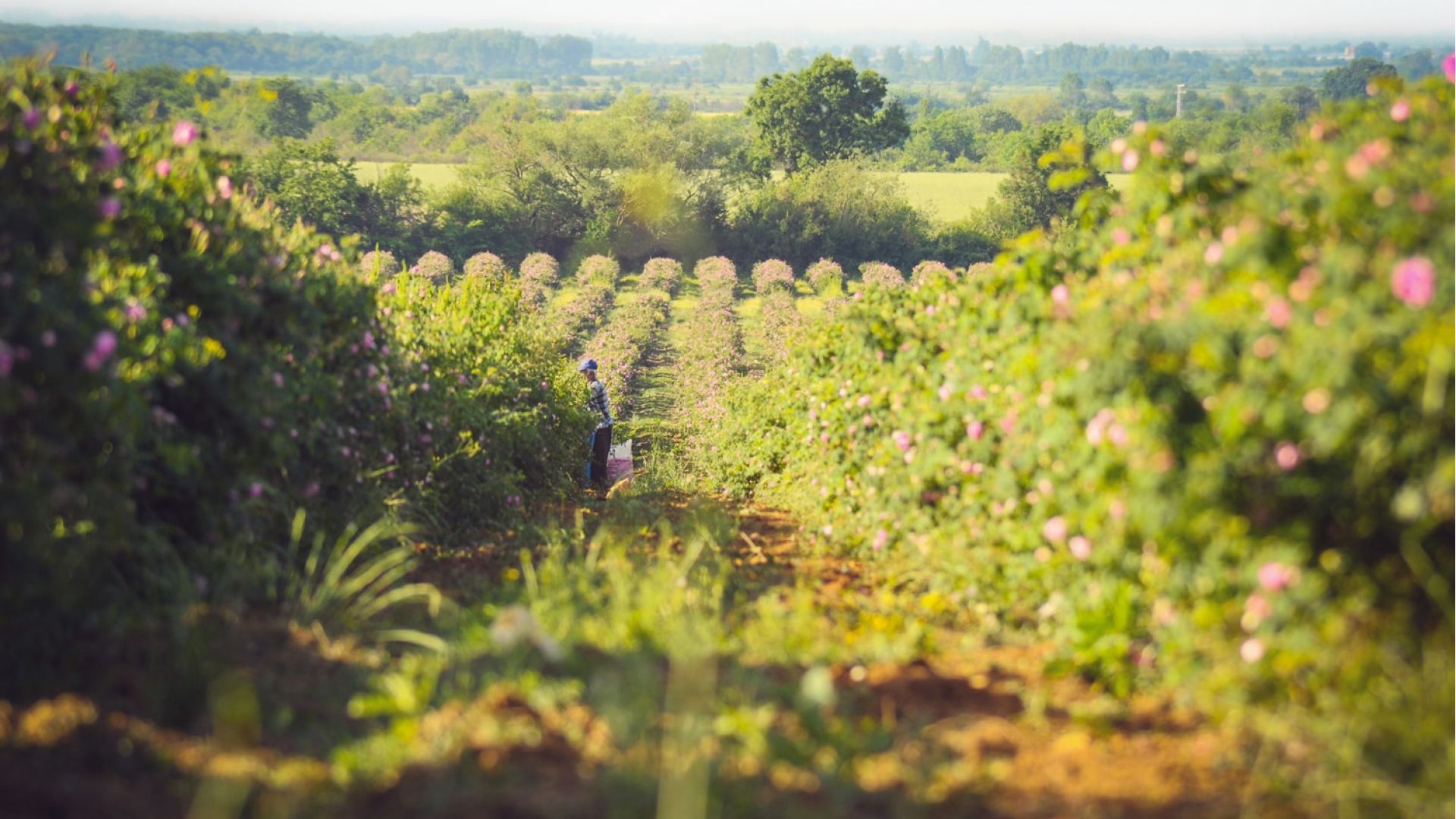 Ethical Sourcing